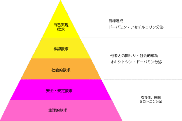 ホルモン