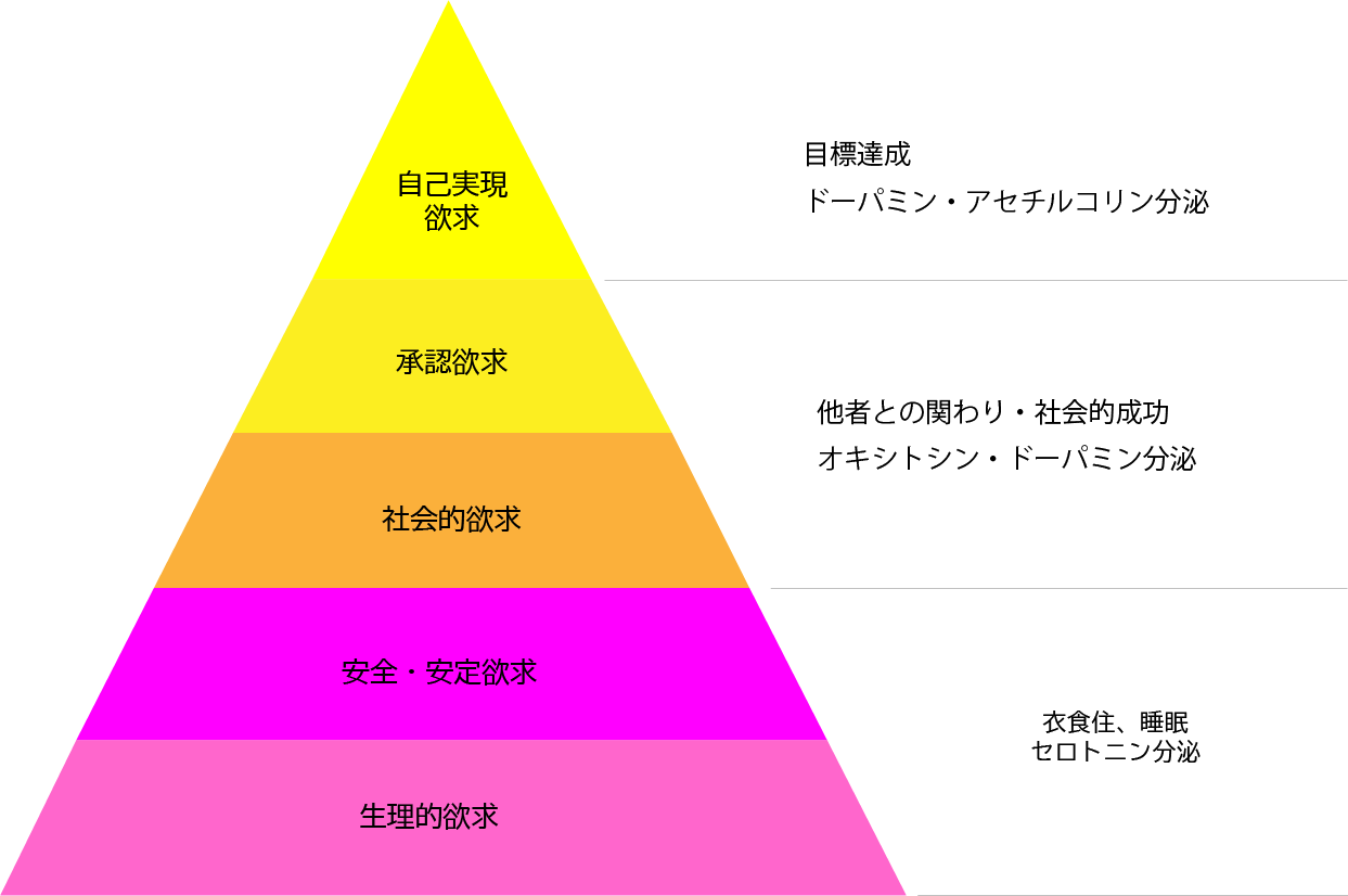 ホルモン