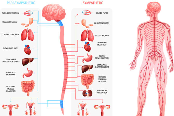 シータヒーリング　アナトミー開催