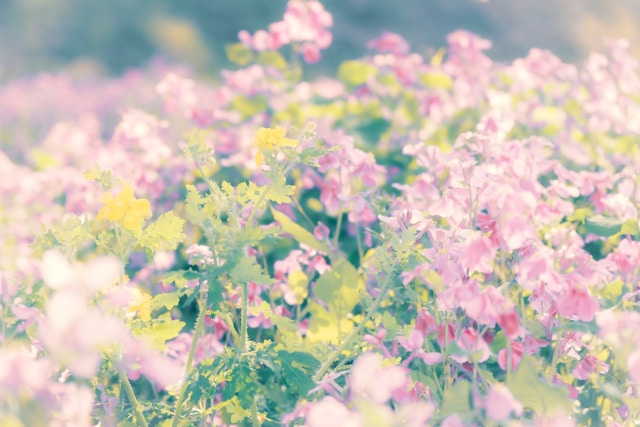 シータヒーリング　実践会